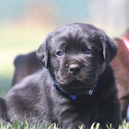 Blue collar - Black male Labrador Retriever puppy in Marysville, California from Britt Labradors