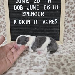 Spencer - Blue male Border Collie puppy in Chariton, Iowa from Kickin It Acres BCs