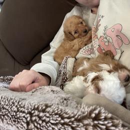 Cavapoo and Cockapoo Puppies from The Barkery