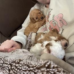 Cavapoo and Cockapoo Puppies from The Barkery