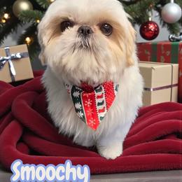 Smoochie - Shih Tzu