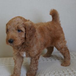 Gray - Apricot male Goldendoodle puppy in Elk Grove, California from Foxi Goldendoodle