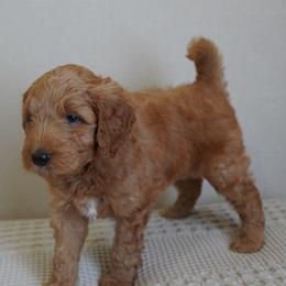 Gray - Apricot male Goldendoodle puppy in Elk Grove, California from Foxi Goldendoodle