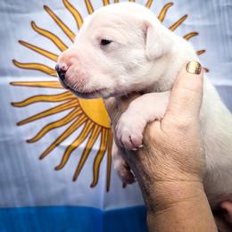 Fenrir - White male Dogo Argentino puppy in San Diego, California from Debonair Dogos