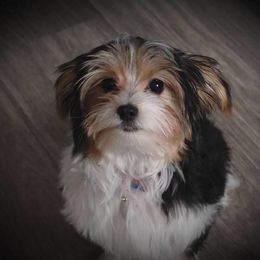Yorkshire Terrier Puppies from Barb's Luvayorkie