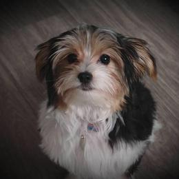 Yorkshire Terrier Puppies from Barb's Luvayorkie