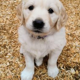 Purple collar girl - Light golden female Golden Retriever puppy in Rochester, Washington from Grand Mound Goldens