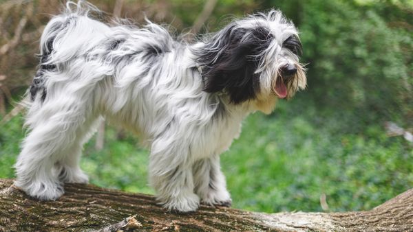 Find Tibetan Terrier puppies for sale