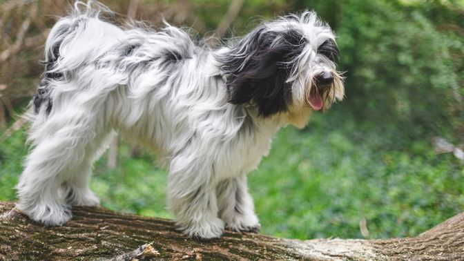 Tibetan Terrier