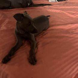 Italian Greyhound Puppies from Fisher Link