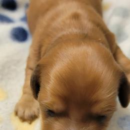 Dachshund Puppies from CLARK'S BREEDING PROGRAM