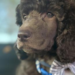 Mr. Blue collar-Vinny - Parti male Poodle puppy in Screven, Georgia from Dreamland Standard Poodles