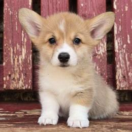 Darla - Red female Pembroke Welsh Corgi puppy in Anton, Texas from X Bar's Lil Legs of Texas