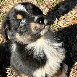 Clark - Black tri-color male Australian Shepherd puppy in Butler, Georgia from Aussies at Howling Hill Farm
