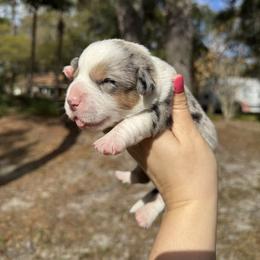 Nova - Blue merle and white female Cardigan Welsh Corgi puppy in Wekiwa Springs, Florida from It is Corgiland
