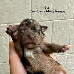 Star - Merle female Bernedoodle puppy in Fallon, Nevada from Wild Roots Doodles