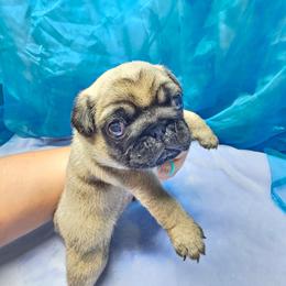 Baby boy c - Fawn male Pug puppy in Kodak, Tennessee from My Princess Pugs