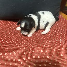 Female - White black and tan female Papillon puppy in Benton, Arkansas from Mama's Pride Poms and Paps