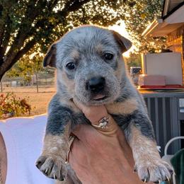Girl 2 - Blue mottled female Australian Cattle Dog puppy in Choctaw, Oklahoma from Karen Elliott