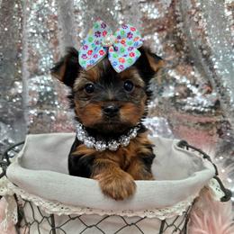 Callie - Blue and gold female Yorkshire Terrier puppy in Monticello, Iowa from Ashley’s Puppies