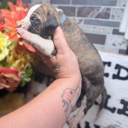 Taylor - Brindle male Great Dane puppy in Lehigh Acres, Florida from Florida Wrinkles