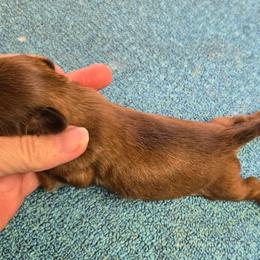 Female Chocolate lighter than boys - Chocolate female Shih Tzu puppy in Missouri from Farm Animal Mommy Shih tzu's Michalek Dog Breeder