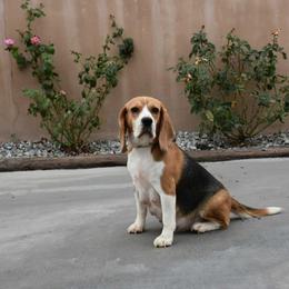 Estrella - Beagle