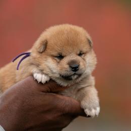 Shiba Inu Puppies from Evenfalls Shiba Inu