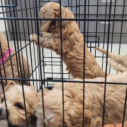 Cavapoo Puppies from Prince Pups