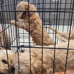 Cavapoo Puppies from Prince Pups