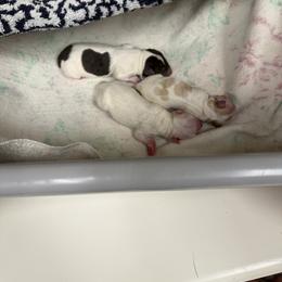Boy 1 - Parti male Yorkshire Terrier puppy in Rio Rancho, New Mexico from Yorkie Envy, LLC