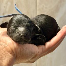 Black - Black male Cockapoo puppy in Palm Beach County, Florida from Benji’s Cockapoos
