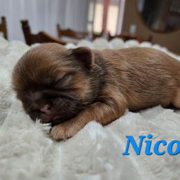Nico - Chocolate and tan male Shih Tzu puppy in Corona, California from Ju Shih Tzu