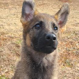German Shepherds from Vom Clark’s German Shepherds