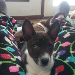 Basenji and Italian Greyhound Puppies from Khani's Basenjis and Italian Greyhounds