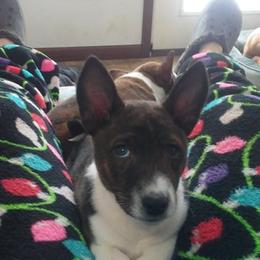 Basenji and Italian Greyhound Puppies from Khani's Basenjis and Italian Greyhounds