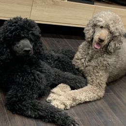 Goldendoodles and Poodles from Precious V Poodles & Doodles