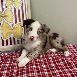Tortellini - White and red merle female Bordoodle puppy in Valley Center, California from Circle R Valley Bordoodls