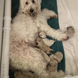 Goldendoodle puppies from Guppy Puppies