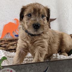 Cavapoo and Whoodle Puppies from Gardner Lane Puppies