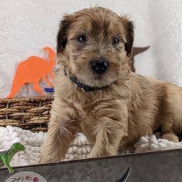 Cavapoo and Whoodle Puppies from Gardner Lane Puppies