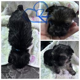 Dark traditional blue - Black and tan male Yorkshire Terrier puppy in Tulsa, Oklahoma from Yorker Puppy Palace