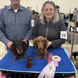 Dachshund Puppies from Miniature Dreams Dachshunds