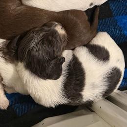 Dancer AKC  on hold for two weeks - Piebald female Dachshund puppy in Erie, Michigan from Champagne’s Grinch Toe’d Dachshunds
