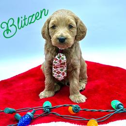 Blitzen - Red  male Goldendoodle puppy in Travelers Rest, South Carolina from Bailey Mountain Doodles