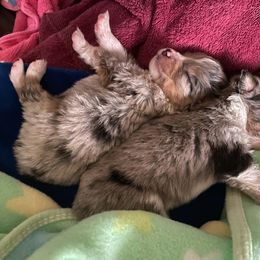 Miniature Australian Shepherd Puppies from McDaniel Aussies