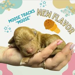 Moose - (Moose Tracks) - White and red male Bordoodle puppy in Canfield, Ohio from Poo's Doo's & Inu's