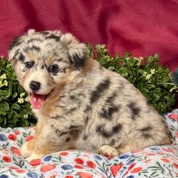 Freckles - Blue merle female Australian Shepherd puppy in California from Eagle River Aussies