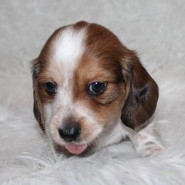 Piebald Male Longhair - Piebald male Dachshund puppy in Lily, Kentucky from Little Acres Miniature Dachshunds