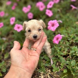 Mandy - Apricot female Maltipoo puppy in Oakland, Kentucky from Imperial Dogs